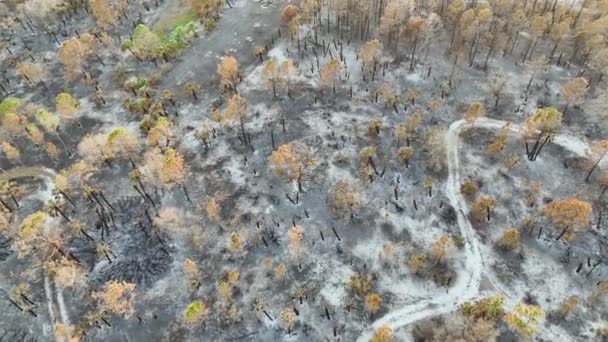 Vegetación Negra Muerta Quemada Después Que Incendio Forestal Destruyera Bosques — Vídeos de Stock