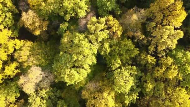 Вид Сверху Красочные Леса Желтыми Оранжевыми Навесами Осеннем Лесу Солнечный — стоковое видео