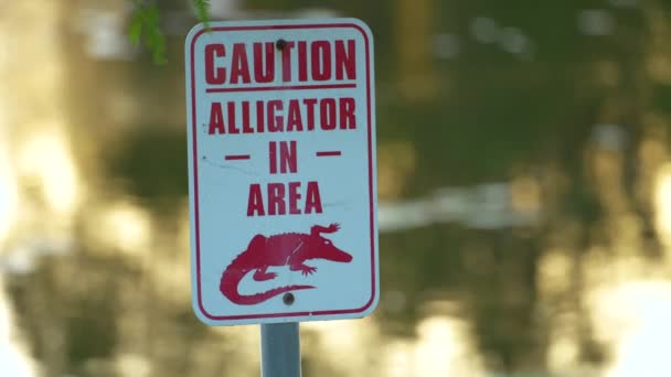Florida Parkında Timsah Olduğuna Dair Uyarı Işareti Rıhtım Yakınlarında Yürürken — Stok video