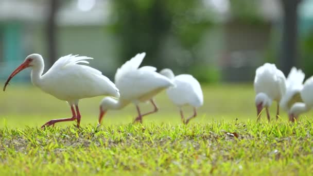 白色的野鸟 也被称为大羚羊或鲱鱼 在镇上公园的草地上散步和觅食 — 图库视频影像