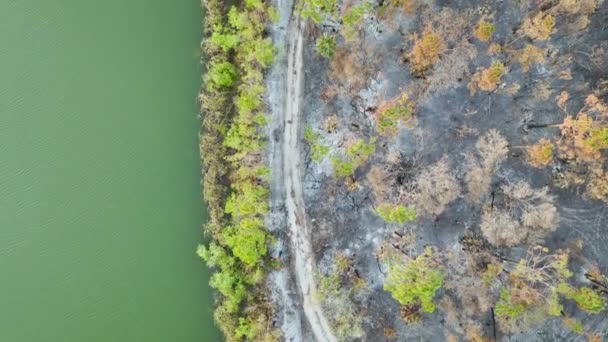Ødelagt Skovareal Dækket Med Askelag Forkullet Død Vegetation Efter Skovbrand – Stock-video