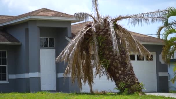 Palmier Mort Sec Sur Floride Maison Arrière Cour Déracinée Après — Video
