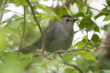 Florida 'da yaz mevsiminde bir ağaç dalına tünemiş bir kuş..