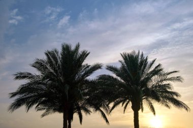 Tropikal sahilde akşam gökyüzüne karşı güzel, yeşil hindistan cevizi palmiyeleri. Yaz tatili kavramı.