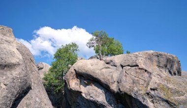 Big old pine tree growing on rocky mountain top under blue sky on summer mountain view background.