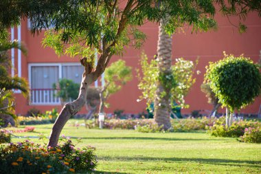 Yeşil kırbaç çimlerinde büyüyen büyük ağaç. Tarım ve bahçıvanlık.