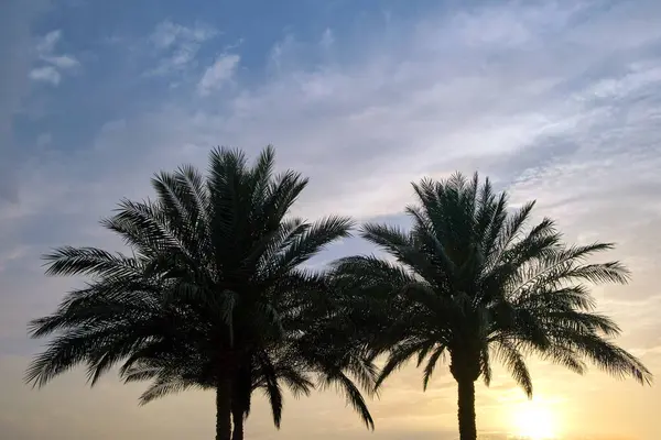 Tropikal sahilde akşam gökyüzüne karşı güzel, yeşil hindistan cevizi palmiyeleri. Yaz tatili kavramı.