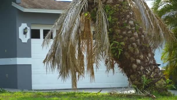 Palma Secca Morta Sul Cortile Casa Florida Sradicato Dopo Uragano — Video Stock