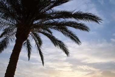 Beautiful green coconut palm trees on tropical beach against evening sky. Summer vacation concept.