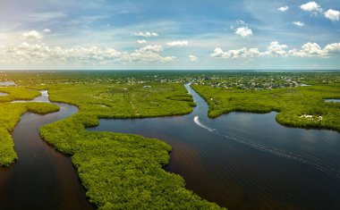 Everglades 'in su koyları arasındaki yeşil bitki örtüsüyle kaplı bataklığını görebiliyoruz. Florida 'daki birçok tropikal türün doğal yaşam alanı..