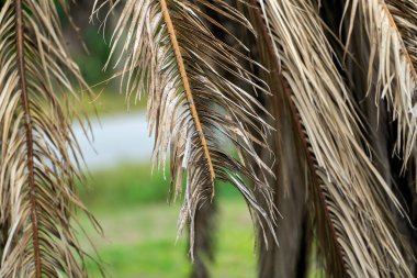 Florida 'nın arka bahçesinde kurumuş dalları olan ölü palmiye ağaçları. Ağaç kaldırma kavramı.