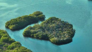 Florida 'nın yukarısından deniz suları arasında yeşil bataklık bitkisi üzerinde beyaz balıkçıl sürüleri ve balıkçıl kuşları görünüyor. Doğal yaşam ortamında vahşi yaşam.