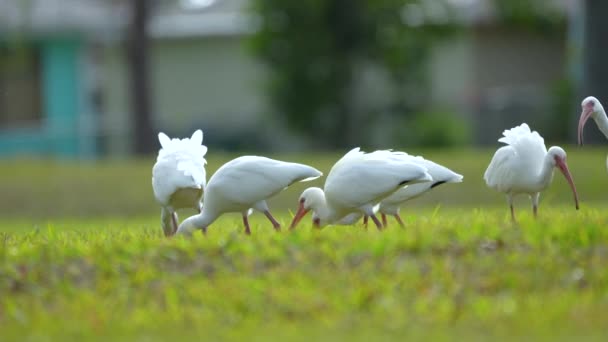 夏に町の公園で草の上を散歩したり フィードバックしたりすることで知られる白いイビス野鳥 — ストック動画