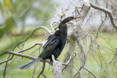 Florida 'nın sulak alanlarındaki ağaç dalında dinlenen büyük bir kuş..
