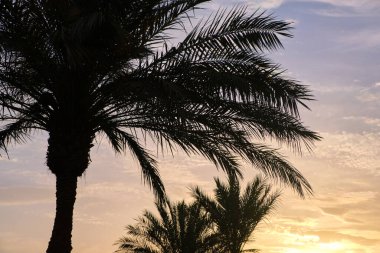 Tropikal sahilde akşam gökyüzüne karşı güzel, yeşil hindistan cevizi palmiyeleri. Yaz tatili kavramı.
