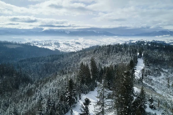 Повітряний Туманний Пейзаж Вічнозеленими Сосновими Деревами Вкритими Свіжим Падаючим Снігом — стокове фото