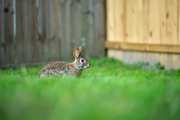 Grå Liten Hare Äter Gräs Sommarfältet Vilda Kaniner Naturen — Stockfoto