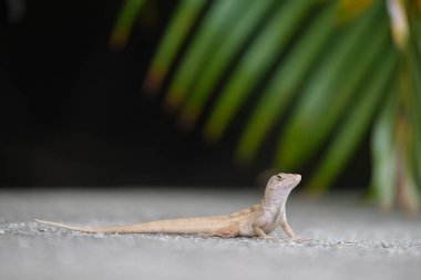 Makro, yaz güneşinde ısınan kertenkeleye yakın çekim. Anolis sagrei, Florida 'da yaşayan küçük bir sürüngen..