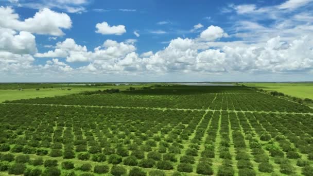 Vista Aerea Dei Terreni Agricoli Della Florida Con File Aranceti — Video Stock