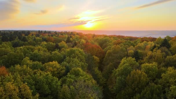 Flygfoto Över Lummig Skog Med Färgglada Trädtoppar Höstskogen Solig Kväll — Stockvideo