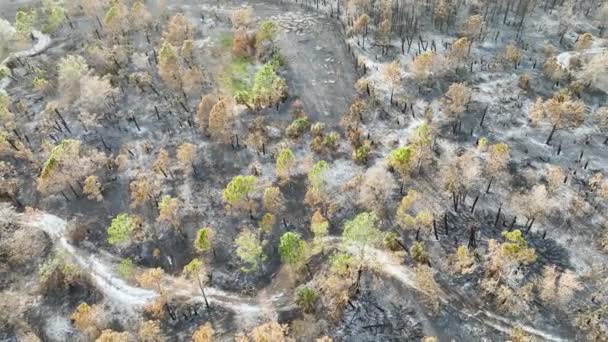 Förkolnad Död Vegetation Brann Ner Efter Skogsbränder Förstörde Florida Djungelskog — Stockvideo