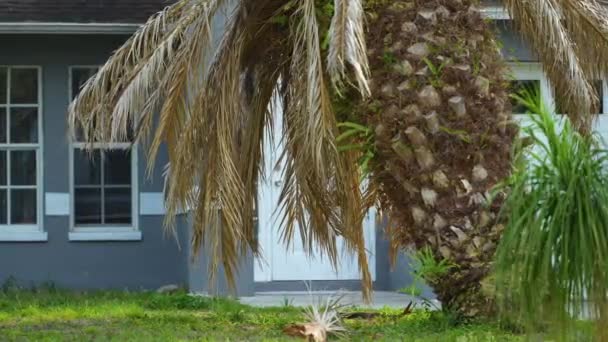 Мертва Пальма Вирвана Після Урагану Задньому Подвір Флориди — стокове відео