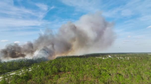 フロリダのジャングルの森で激しく燃える野火を消火する消防ヘリ 救急ヘリが炎を森に落とそうとしてる 濃い煙が立ち上がって — ストック動画