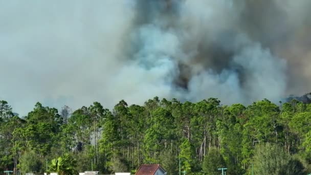 フロリダのジャングルの森で激しく燃えている巨大な野火 森の中で熱い炎 濃い煙が立ち上がって — ストック動画
