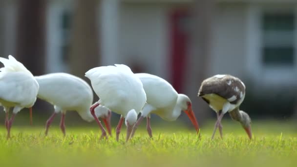 Ibis Alb Păsări Sălbatice Asemenea Cunoscut Sub Numele Egret Mare — Videoclip de stoc
