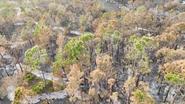 Terrain Forestier Dévasté Couvert Cendres Végétation Morte Carbonisée Après Incendie — Video
