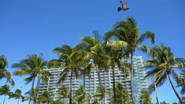Miami Beach Ciudad Con Lujosos Hoteles Gran Altura Condominios Orilla — Vídeos de Stock
