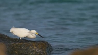 White heron wild sea bird, also known as great or snowy egret hunting on seaside in summer.