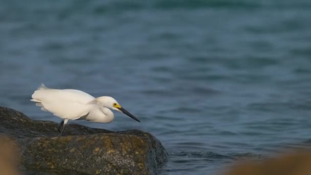 White Heron Wild Sea Bird Also Known Great Snowy Egret — Stock Video