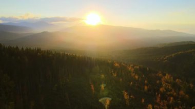 Ukrayna 'daki Karpat Dağları' nın ağaçlı tepelerinde sonbahar mevsiminde batan güneşle aydınlanan yemyeşil orman ağaçları. Günbatımında sonbahar doğasının güzelliği.