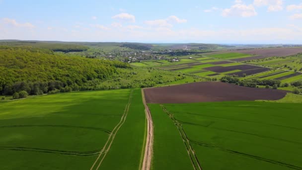 Krajobraz Powietrzny Zielonych Użytków Rolnych Sezonie Letnim Uprawami Rolnicze Pole — Wideo stockowe