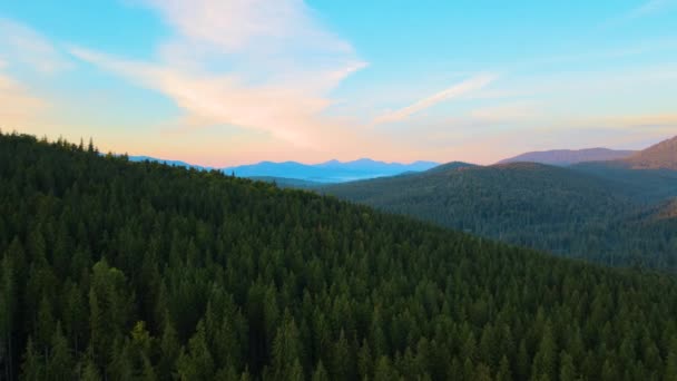 明るい夕日で濃い松の森の木々と高い山の上に霧の夜の空中ビュー 夕暮れ時の野生の山の森の絶景 — ストック動画