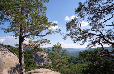 Big old pine tree growing on rocky mountain top under blue sky on summer mountain view background.