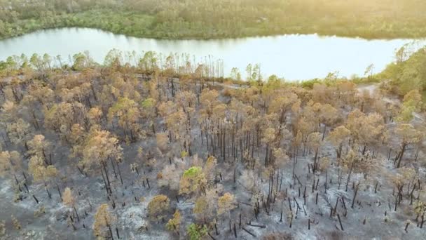 Vegetación Muerta Carbonizada Quemada Después Que Incendio Forestal Destruyera Bosques — Vídeo de stock