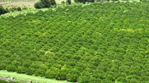Sinaasappelboomgaard Florida Boerderijen Met Rijen Citrusbomen Groeien Een Zonnige Dag — Stockvideo