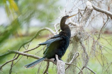 Florida 'nın sulak alanlarındaki ağaç dalında dinlenen büyük bir kuş..