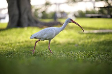 White ibis wild bird, also known as great egret or heron walking on grass in town park in summer.