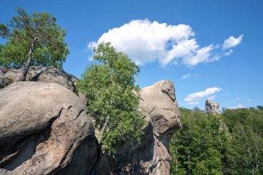 Big old pine tree growing on rocky mountain top under blue sky on summer mountain view background.