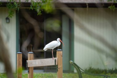 Beyaz aynaklar Florida 'nın arka bahçesindeki çitlere tünemiş..