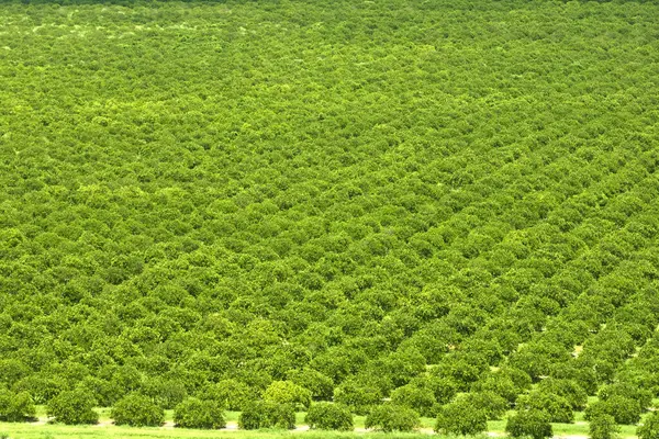 View from above of green farmlands with rows of orange grove trees growing on a sunny day in Florida.