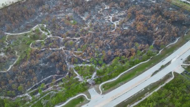 Verwoeste Bosgrond Bedekt Met Laag Verkoold Dode Vegetatie Wildvuur Begrip — Stockvideo