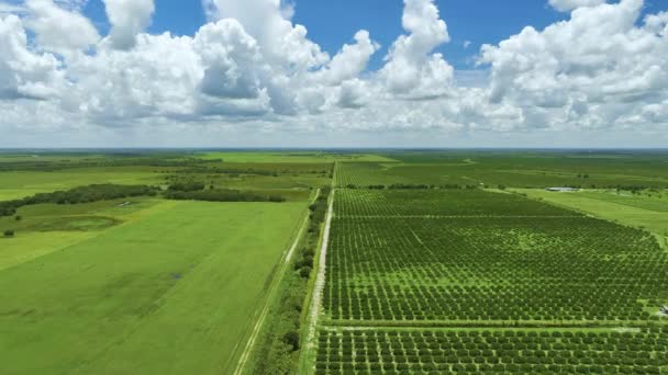 Vista Cima Fazendas Verdes Com Fileiras Laranjeiras Crescendo Dia Ensolarado — Vídeo de Stock