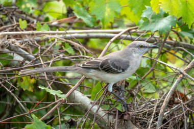 A Northern mockingbird bird perched on a tree branch.