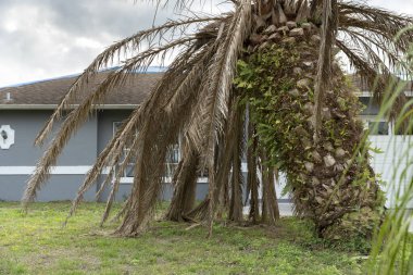 Florida 'nın arka bahçesinde kurumuş ölü palmiye ağacı.