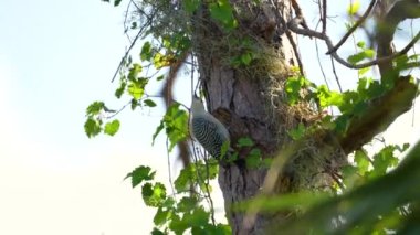 Kırmızı karınlı ağaçkakan kuşu Florida yaz ormanlarında bir ağaç dalına tünemiş yiyecek arıyor..
