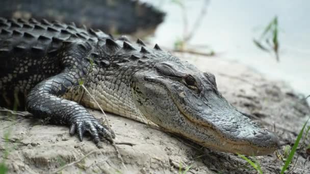Amerikanischer Alligator Ufer Des Sees Florida — Stockvideo